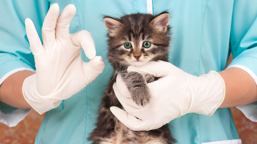 Autorizzazioni Sanitarie per strutture veterinarie